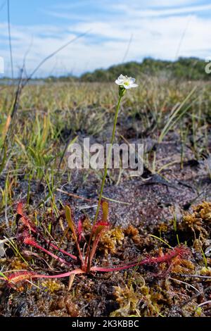 Großer Sonnentau (Drosera anglica) blüht in einem Moor, Studland Heath, Dorset, Großbritannien, August. Stockfoto