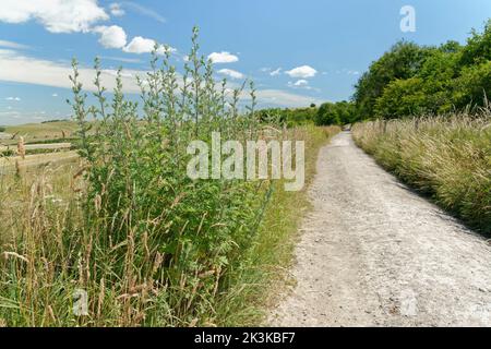 Beifuß (Artemisia vulgaris), der auf einer Farm wächst, Marlborough Downs, Wiltshire, Großbritannien, Juli. Stockfoto