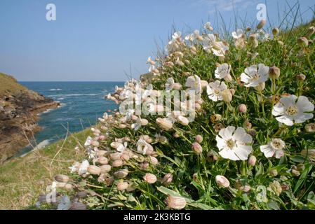 Sea campion (Silene maritima) blüht auf einer Küstenspitze, in der Nähe von Port Isaac, Cornwall, Großbritannien, April. Stockfoto