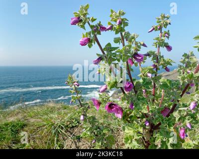 Baummalve (Malva arborea = Lavatera Marítima) blüht auf Clifftop-Grasland, Trevose Head, Cornwall, UK, April. Stockfoto