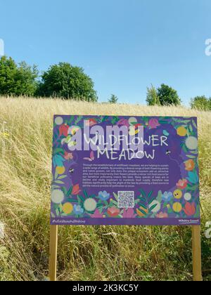 Wildblumenwiese, die von einem bezirksrat gepflanzt und von März bis September unbeschnitten gelassen wurde, um Bienen und andere Bestäuber zu fördern, Smallgrain Picnic Area, Stockfoto