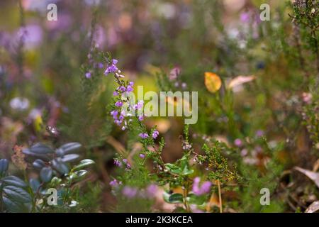 Herbsthintergrund mit violetten Blüten gemeine Heide (Calluna vulgaris) blüht im Wald. Herbstkonzept Stockfoto