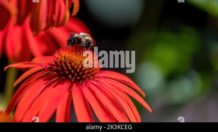 Hummel, die auf einer purpurroten Blütenblume (Echinacea purea) mit roten Blütenblättern sammelt Stockfoto