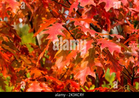 Rote Blätter der nördlichen roten Eiche (Quercus rubra) im Herbst. Rote Eiche Herbstlaub aus nächster Nähe. Herbstkonzept Stockfoto