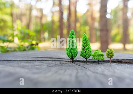 Spielzeugbäume wachsen auf einem echten Baumstumpf im Wald, selektiver Fokus Stockfoto