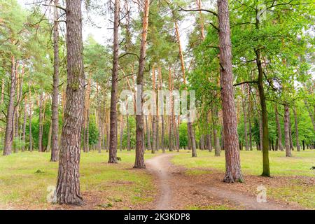 Wanderwege zwischen Bäumen im Wald im Frühherbst Stockfoto