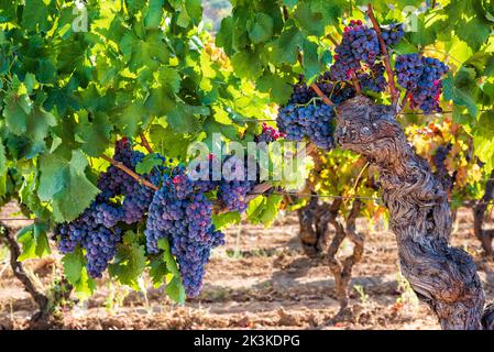 Cannonau-Trauben. Majestätischer alter Weinstock, mit Trauben von reifen Trauben, die zwischen den Blättern an den Zweigen hängen. Traditionelle Landwirtschaft. Sardinien. Stockfoto