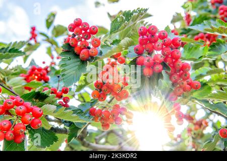 Im Freien brechen Sonnenstrahlen durch den wilden Vogelbeerbaum Stockfoto