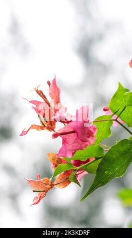 Die Bougainvillea glabra oder Papierblume ist die häufigste Art von Bougainvillea, die für Bonsai verwendet wird. Blühende rosa Bougainvillea Blüten aus nächster Nähe. Stockfoto