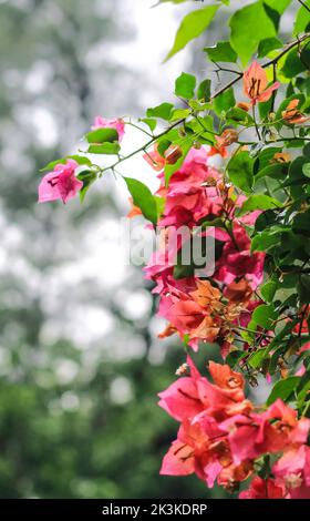 Die Bougainvillea glabra oder Papierblume ist die häufigste Art von Bougainvillea, die für Bonsai verwendet wird. Blühende rosa Bougainvillea Blüten aus nächster Nähe. Stockfoto