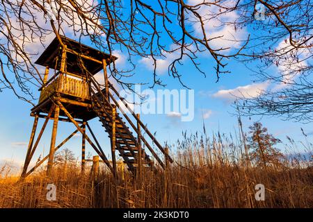 Deutscher Barsch (hoher Sitz), um die Tierwelt umgeben von Bäumen mit blauem Himmel im Hintergrund zu beobachten Stockfoto