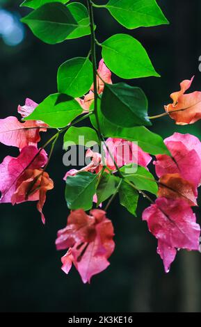 Die Bougainvillea glabra oder Papierblume ist die häufigste Art von Bougainvillea, die für Bonsai verwendet wird. Blühende rosa Bougainvillea Blüten aus nächster Nähe. Stockfoto