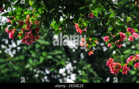 Die Bougainvillea glabra oder Papierblume ist die häufigste Art von Bougainvillea, die für Bonsai verwendet wird. Blühende rosa Bougainvillea Blüten aus nächster Nähe. Stockfoto