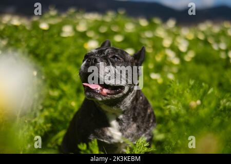 Eine französische Bulldogge, die mit einem glücklichen Gesicht auf dem Grasland steht Stockfoto