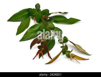 Chaenomeles speciosa, die blühende Quitte, chinesische Quitte oder japanische Quitte. Junge Sprossen. Isoliert auf weißem Hintergrund. Stockfoto