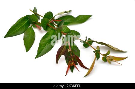 Chaenomeles speciosa, die blühende Quitte, chinesische Quitte oder japanische Quitte. Junge Sprossen. Isoliert auf weißem Hintergrund. Stockfoto