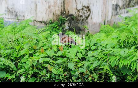 Nahaufnahme eines jungen großen Kukkenvogels. Bubut Besar (der größere Kucal) ist eine Vogelart aus der Familie der Cuculidae. Der größere Cocal. Stockfoto