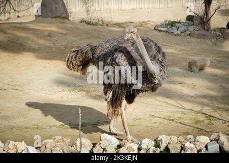 Nahaufnahme von gewöhnlicher Strauße (Struthio camelus) Stockfoto