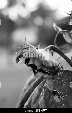 Einzelne Sonnenblume, die ihren Kopf am Ende des Sommers in einem Schwarz-Weiß-Monochrom hängt. Stockfoto