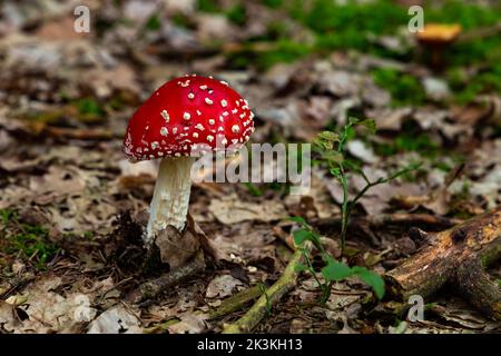 Im Herbstwald, auf einem grünen Moos, wachsen die Amanitas-Pilze. Stockfoto