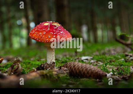 Im Herbstwald, auf einem grünen Moos, wachsen die Amanitas-Pilze. Stockfoto