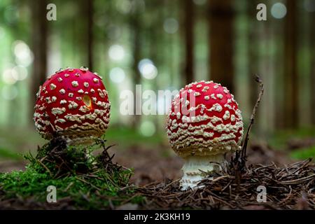 Im Herbstwald, auf einem grünen Moos, wachsen die Amanitas-Pilze. Stockfoto