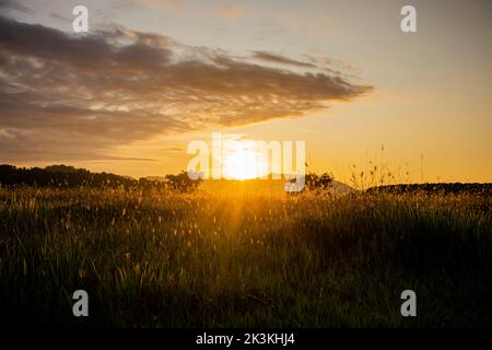 Ein Sonnenuntergang über dem Savana Stockfoto