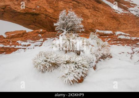 Schneebedeckte Yucca-Pflanzen am Mesa Arch während eines Schneesturms auf der Insel im Sky District, Canyonlands National Park, Utah. Stockfoto