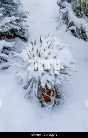 Schneebedeckte Yucca-Pflanze während eines Schneesturms am Mesa Arch, Insel im Sky District, Canyonlands National Park, Utah. Stockfoto