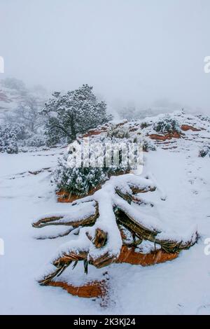 Schneebedeckter Baumstamm und Vegetation während eines Schneesturms am Mesa Arch, Island im Sky District, Canyonlands National Park, Utah. Stockfoto