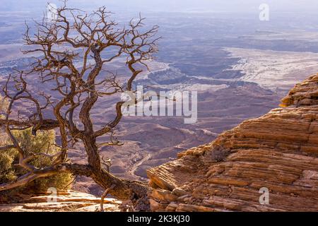 Abgestorbener Pinyon-Baum mit Buck Canyon und dem White Rim aus der Sicht von Mesa Arch, Canyonlands National Park, Moab, Utah. Stockfoto