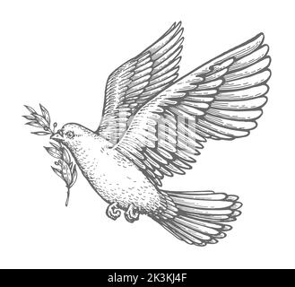 Taube mit olivfarbener Zeichnung. Fürsorge und Frieden biblisches Symbol. Christian Vogel im Flug vintage Vektor Illustration Stock Vektor