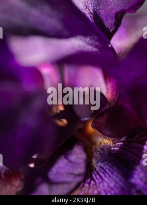 Nahaufnahme der lila Irisblume Stockfoto
