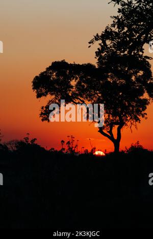 Die Sonne hinter großen Bäumen über der afrikanischen Savanne sorgt für einen wundervollen orangefarbenen Sonnenuntergang am klaren Himmel. Stockfoto