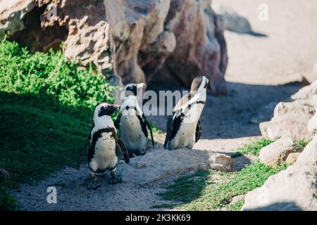 Drei Pinguine halten auf ihrem Weg zu ihren Häusern entlang des südlichen Kaps von Südafrika in der Gegend von Kapstadt an. Stockfoto