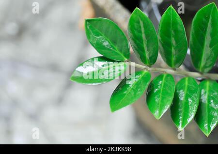 Zamioculcas zamifolia , Sansibar Gem oder ARACEAE Pflanze Stockfoto