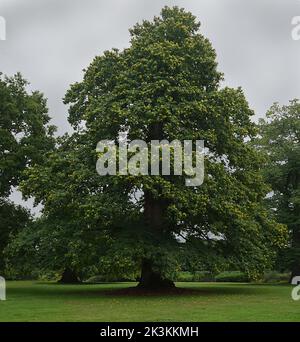 Süßer Kastanienbaum im Herbst Stockfoto