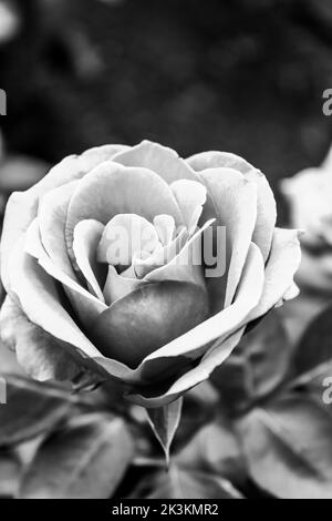 Ein genauerer Blick auf eine rosa Rose in einem lokalen Garten, Foto in schwarz und weiß gemacht Stockfoto