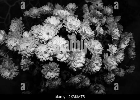 Blumenstrauß von Chrysanthemen während der Nacht fotografiert, um die allgemeinen Aspekte hervorzuheben, Bild in Schwarz und Weiß gemacht Stockfoto