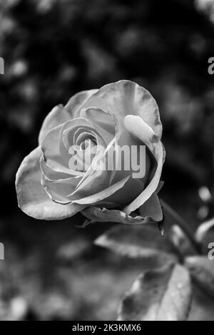 Ein genauerer Blick auf eine rosa Rose an einem sonnigen Tag, Foto in schwarz und weiß gemacht Stockfoto