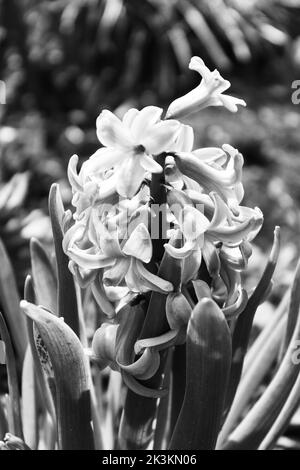 Foto, in dem es eine rosa Hyazinthe, Bild in schwarz und weiß gemacht Stockfoto