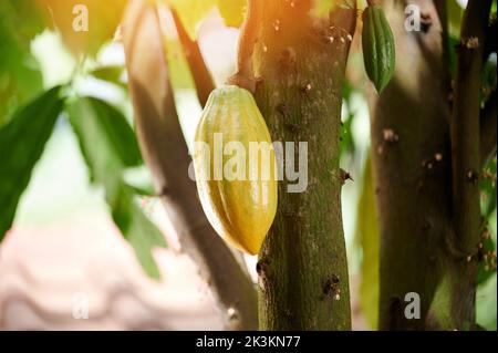 Die Plantage von Kakaoschoten hängt an einem sonnigen, hellen Tag aus der Nähe des Baumes Stockfoto