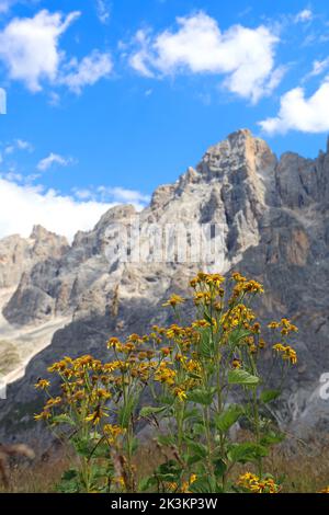 Gelbe Blüten von Arnica Montana und den Bergen der Dolomiten in den Alpen in Italien im Sommer Stockfoto