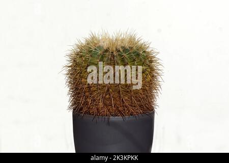 Goldener Fasskaktus, goldener Ball oder Kissen der Schwiegermutter (Echinocactus grusonii). In grauem Topf. Familie Cactaceae. Weißer Hintergrund. September, Stockfoto