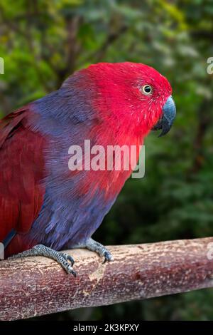 Eclectus Papagei (Eclectus roratus) Weibchen, die im Baum thront und in Neuguinea, Australien und Indonesien beheimatet ist Stockfoto