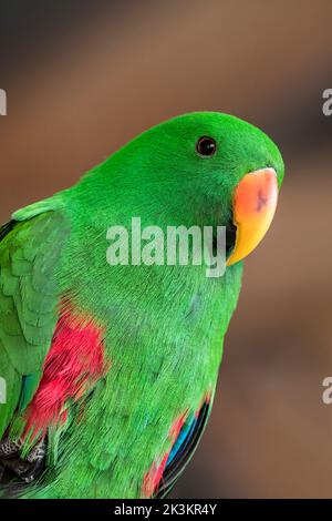 Eclectus Papagei (Eclectus roratus) Nahaufnahme eines männlichen Mannes, der aus Neuguinea, Australien und Indonesien stammt Stockfoto