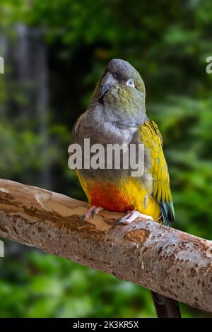 Eingrabende Papagei / eingrabende Papagei / Patagonische Conure (Cyanoliseus patagonus) in einem Baum sitzend, heimischer Papagei aus Argentinien und Chile Stockfoto