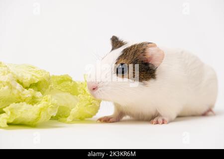 Ein lustiges Meerschweinchen und Pekinger Kohl auf weißem Hintergrund. Gemüse für Nagetiere. Stockfoto