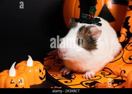 Ein weißes Meerschweinchen sitzt neben einem Kürbis und einem Hexenhut auf schwarzem Hintergrund. Haustiere feiern Halloween Stockfoto