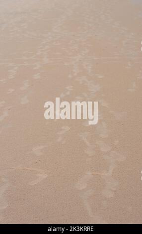 Schritte auf Sand. Fußabdrücke am Sandstrand. Puri Orissa Indien. Stockfoto